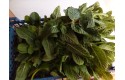 Thumbnail of mint_586208.jpg