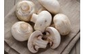 Thumbnail of mushrooms-3-49---kg_583295.jpg